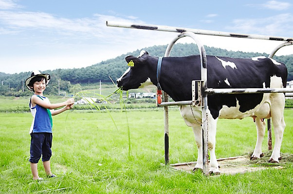 포토 JPG 주간 전신 구름 모자 한마리 학생 라이프스타일 어린이교육 교육 남자 어린이라이프 초등학생 어린이 포즈 포유류 모션 하늘 한명 서기 미소 웃음 사람 동양인 소년 초원 야외 라이프 10대 농장 목장 한국인 농촌 시골 체험학습 체험 풀 소 숲 먹이 젖소 주기 목장체험 여물 남자만 남자한명만 십대만 십대남자만 십대남자한명만 국내포토 자연요소 식물 동물 1 잡화 컨셉 농업 청소년 표정 인종 생활 파일형식