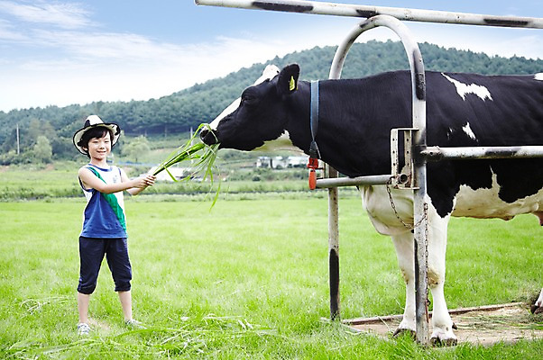 포토 JPG 주간 전신 구름 모자 한마리 학생 라이프스타일 어린이교육 교육 남자 어린이라이프 초등학생 어린이 포즈 포유류 모션 하늘 한명 서기 미소 웃음 사람 동양인 소년 초원 야외 라이프 10대 농장 목장 한국인 농촌 시골 체험학습 체험 풀 소 숲 먹이 젖소 주기 목장체험 여물 남자만 남자한명만 십대만 십대남자만 십대남자한명만 국내포토 자연요소 식물 동물 1 잡화 컨셉 농업 청소년 표정 인종 생활 파일형식