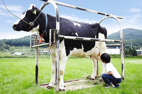 포토 JPG 주간 전신 구름 한마리 학생 라이프스타일 응시 어린이교육 교육 남자 어린이라이프 초등학생 어린이 포즈 포유류 모션 하늘 한명 미소 웃음 사람 앉기 동양인 소년 초원 야외 라이프 뒷모습 10대 농장 목장 한국인 우유 농촌 시골 체험학습 체험 풀 소 숲 젖소 목장체험 우유짜기 짜기 남자만 남자한명만 십대만 십대남자만 십대남자한명만 국내포토 자연요소 식물 동물 1 시선 뷰포인트 컨셉 농업 청소년 유제품 표정 인종 생활 파일형식