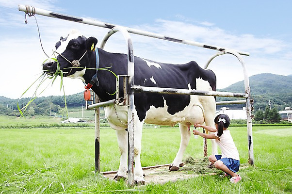 포토 JPG 주간 전신 구름 한마리 학생 라이프스타일 응시 여자 어린이교육 교육 어린이라이프 초등학생 어린이 포즈 포유류 모션 하늘 한명 미소 웃음 사람 앉기 동양인 소녀 초원 야외 라이프 뒷모습 10대 농장 목장 한국인 우유 농촌 시골 체험학습 체험 풀 소 숲 젖소 목장체험 우유짜기 짜기 여자만 여자한명만 소녀만 국내포토 자연요소 식물 동물 1 시선 뷰포인트 컨셉 농업 청소년 유제품 표정 인종 생활 어린이만 파일형식