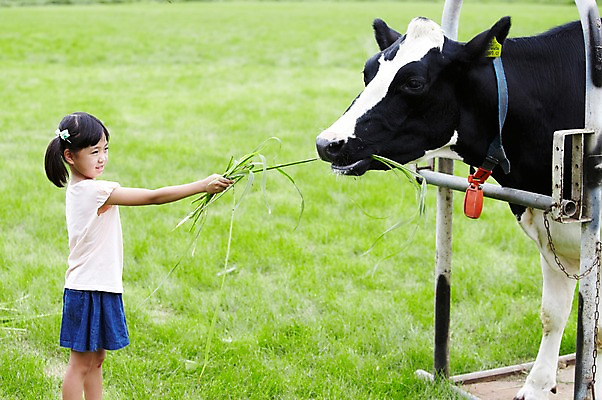 포토 JPG 주간 한마리 학생 라이프스타일 응시 여자 어린이교육 교육 어린이라이프 초등학생 어린이 포즈 포유류 모션 한명 서기 미소 웃음 사람 동양인 소녀 초원 상반신 야외 라이프 옆모습 10대 농장 목장 한국인 농촌 시골 체험학습 체험 풀 소 숲 먹이 젖소 주기 목장체험 여물 여자만 여자한명만 소녀만 국내포토 자연요소 식물 동물 1 시선 뷰포인트 컨셉 농업 청소년 표정 인종 생활 어린이만 파일형식