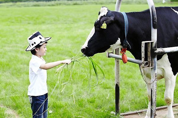 포토 JPG 주간 모자 한마리 학생 라이프스타일 응시 어린이교육 교육 남자 어린이라이프 초등학생 어린이 포즈 포유류 모션 한명 서기 미소 웃음 사람 동양인 소년 초원 상반신 야외 라이프 옆모습 10대 농장 목장 한국인 농촌 시골 체험학습 체험 풀 소 숲 먹이 젖소 주기 목장체험 여물 남자만 남자한명만 십대만 십대남자만 십대남자한명만 국내포토 자연요소 식물 동물 1 시선 잡화 뷰포인트 컨셉 농업 청소년 표정 인종 생활 파일형식