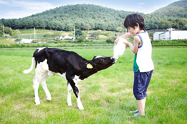 포토 JPG 주간 전신 한마리 학생 라이프스타일 응시 어린이교육 교육 남자 어린이라이프 초등학생 어린이 포즈 포유류 모션 산 한명 서기 미소 웃음 사람 동양인 소년 초원 야외 라이프 옆모습 10대 농장 목장 한국인 우유 농촌 시골 체험학습 체험 풀 소 숲 젖소 주기 목장체험 남자만 남자한명만 십대만 십대남자만 십대남자한명만 국내포토 자연요소 식물 동물 1 시선 뷰포인트 컨셉 농업 청소년 유제품 표정 인종 생활 파일형식