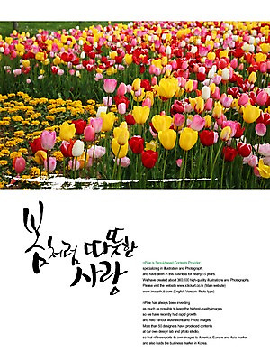 PSD 편집이미지 문자 손글씨 계절 꽃 캘리배경 백그라운드 꽃밭 캘리편집 캘리그라피 따뜻함 사랑 풍경 타이포그라피 글자캘리그라피 한글 사람없음 빨간색 노란색 봄 튤립 이미지편집 식물 감정 컬러 파일형식