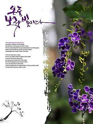 PSD 식물 편집이미지 문자 손글씨 꽃 캘리배경 백그라운드 꽃백그라운드 캘리편집 캘리그라피 타이포그라피 글자캘리그라피 한글 사람없음 빛 보라색 이미지편집 컬러 파일형식