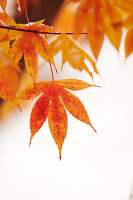 포토 JPG 백그라운드 단풍 잎 근접촬영 사람없음 야외 가을풍경 가을 국내포토 식물 계절 뷰포인트 풍경 파일형식 가을_계절