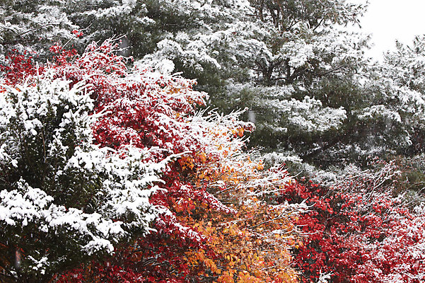 포토 JPG 나무 백그라운드 단풍 잎 겨울 단풍나무 사람없음 야외 가을풍경 가을 눈 숲 국내포토 자연요소 식물 계절 날씨 풍경 파일형식 가을_계절