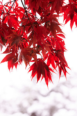 포토 JPG 백그라운드 단풍 잎 겨울 사람없음 야외 빨간색 가을풍경 가을 눈 국내포토 자연요소 식물 계절 컬러 날씨 풍경 파일형식 가을_계절