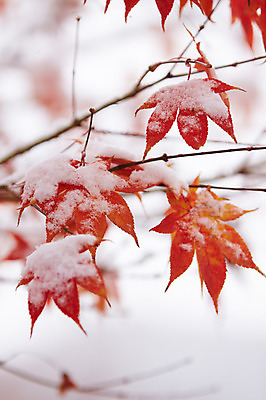 포토 JPG 백그라운드 단풍 잎 겨울 사람없음 야외 가을풍경 가을 나뭇가지 눈 국내포토 자연요소 나무 식물 계절 날씨 풍경 파일형식 가을_계절