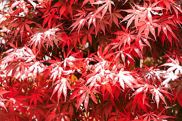 포토 JPG 백그라운드 단풍 잎 겨울 사람없음 야외 빨간색 가을풍경 가을 눈 국내포토 자연요소 식물 계절 컬러 날씨 풍경 파일형식 가을_계절