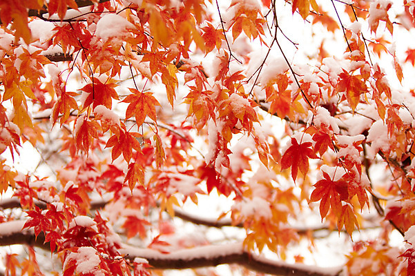 포토 JPG 백그라운드 단풍 잎 겨울 사람없음 야외 가을풍경 가을 눈 국내포토 자연요소 식물 계절 날씨 풍경 파일형식 가을_계절