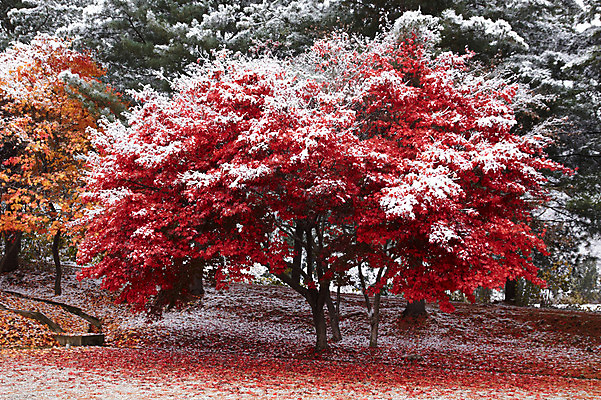 포토 JPG 나무 배경화면 백그라운드 단풍 잎 겨울 단풍나무 풍경 사람없음 야외 가을풍경 가을 눈 숲 국내포토 자연요소 식물 계절 날씨 파일형식 가을_계절