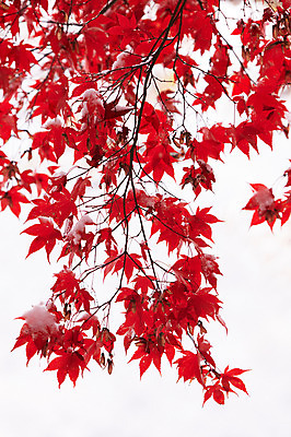 포토 JPG 백그라운드 단풍 잎 겨울 사람없음 야외 빨간색 가을풍경 가을 눈 국내포토 자연요소 식물 계절 컬러 날씨 풍경 파일형식 가을_계절
