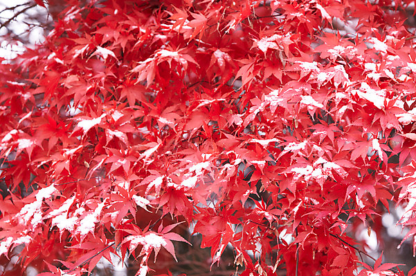 포토 JPG 백그라운드 단풍 잎 겨울 사람없음 야외 빨간색 가을풍경 가을 눈 국내포토 자연요소 식물 계절 컬러 날씨 풍경 파일형식 가을_계절