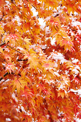 포토 JPG 백그라운드 단풍 잎 겨울 사람없음 야외 가을풍경 가을 눈 국내포토 자연요소 식물 계절 날씨 풍경 파일형식 가을_계절