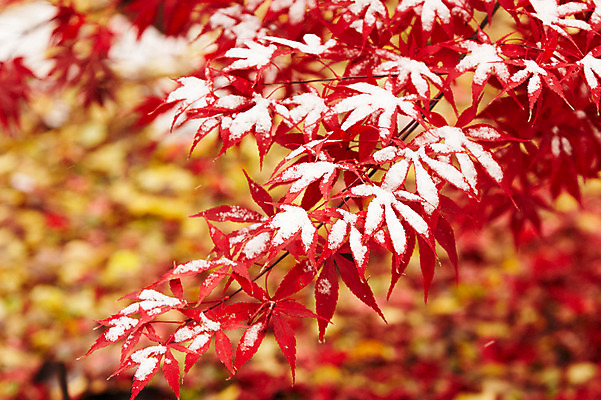 포토 JPG 백그라운드 단풍 잎 겨울 사람없음 야외 가을풍경 가을 눈 국내포토 자연요소 식물 계절 날씨 풍경 파일형식 가을_계절