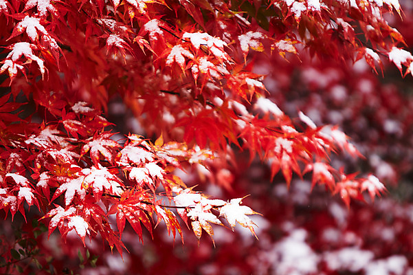 포토 JPG 백그라운드 단풍 잎 겨울 사람없음 야외 빨간색 가을풍경 가을 눈 국내포토 자연요소 식물 계절 컬러 날씨 풍경 파일형식 가을_계절