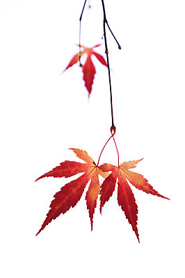 포토 JPG 줄기 단풍 잎 누끼 사람없음 가을풍경 가을 국내포토 식물 계절 풍경 파일형식 가을_계절