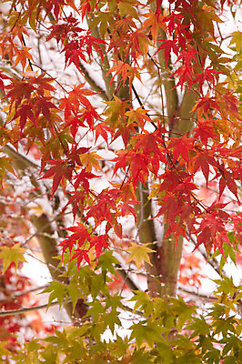 포토 JPG 나무 백그라운드 단풍 잎 단풍나무 사람없음 야외 가을풍경 가을 나뭇가지 국내포토 식물 계절 풍경 파일형식 가을_계절