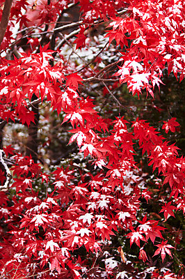 포토 JPG 나무 백그라운드 단풍 잎 겨울 단풍나무 사람없음 야외 빨간색 가을풍경 가을 나뭇가지 눈 국내포토 자연요소 식물 계절 컬러 날씨 풍경 파일형식 가을_계절
