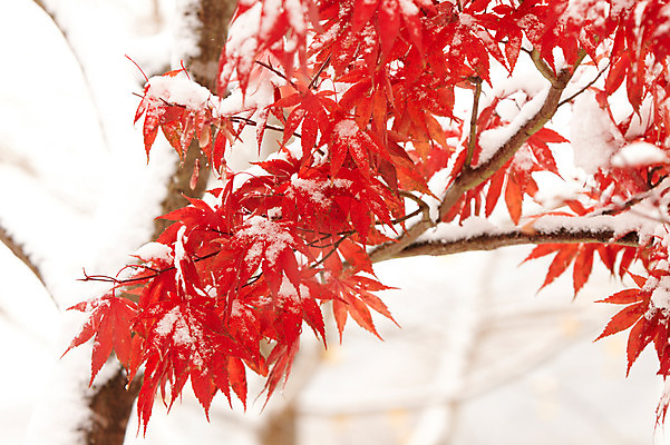포토 JPG 백그라운드 단풍 잎 겨울 사람없음 야외 빨간색 가을풍경 가을 나뭇가지 눈 국내포토 자연요소 나무 식물 계절 컬러 날씨 풍경 파일형식 가을_계절