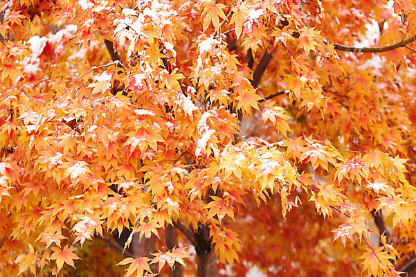 포토 JPG 백그라운드 단풍 잎 겨울 사람없음 야외 가을풍경 가을 눈 국내포토 자연요소 식물 계절 날씨 풍경 파일형식 가을_계절