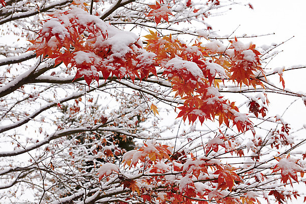포토 JPG 백그라운드 단풍 잎 겨울 사람없음 야외 가을풍경 가을 나뭇가지 눈 국내포토 자연요소 나무 식물 계절 날씨 풍경 파일형식 가을_계절