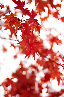포토 JPG 백그라운드 단풍 잎 사람없음 야외 가을풍경 가을 국내포토 식물 계절 풍경 파일형식 가을_계절