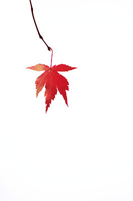 포토 JPG 줄기 단풍 잎 누끼 사람없음 빨간색 가을풍경 가을 국내포토 식물 계절 컬러 풍경 파일형식 가을_계절