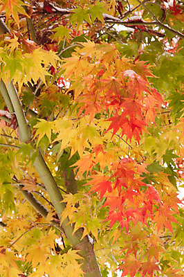 포토 JPG 나무 백그라운드 단풍 잎 단풍나무 사람없음 야외 가을풍경 가을 나뭇가지 국내포토 식물 계절 풍경 파일형식 가을_계절