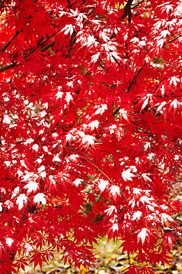 포토 JPG 백그라운드 단풍 잎 겨울 사람없음 야외 빨간색 가을풍경 가을 눈 국내포토 자연요소 식물 계절 컬러 날씨 풍경 파일형식 가을_계절