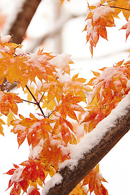 포토 JPG 백그라운드 단풍 잎 사람없음 야외 가을풍경 가을 나뭇가지 눈 국내포토 자연요소 나무 식물 계절 날씨 풍경 파일형식 가을_계절