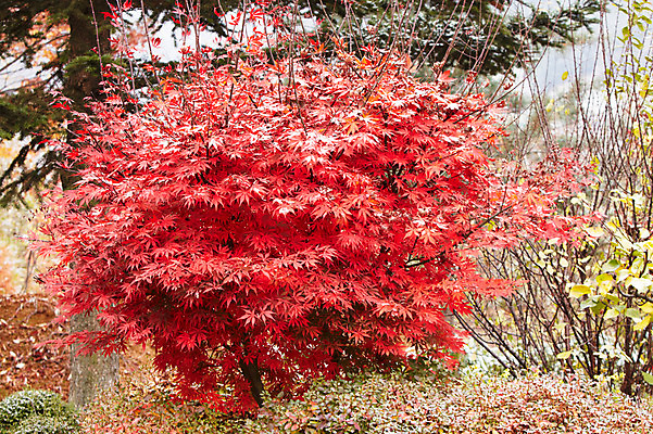 포토 JPG 나무 백그라운드 단풍 잎 단풍나무 사람없음 야외 빨간색 가을풍경 가을 국내포토 식물 계절 컬러 풍경 파일형식 가을_계절