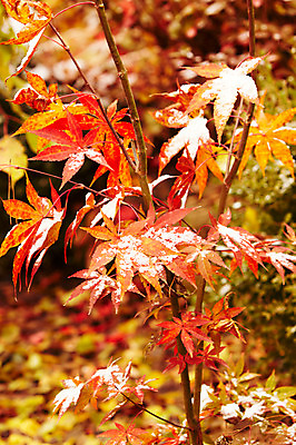 포토 JPG 백그라운드 단풍 잎 겨울 사람없음 야외 가을풍경 가을 나뭇가지 눈 국내포토 자연요소 나무 식물 계절 날씨 풍경 파일형식 가을_계절