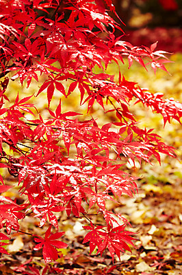 포토 JPG 백그라운드 단풍 잎 겨울 사람없음 야외 빨간색 가을풍경 가을 눈 국내포토 자연요소 식물 계절 컬러 날씨 풍경 파일형식 가을_계절