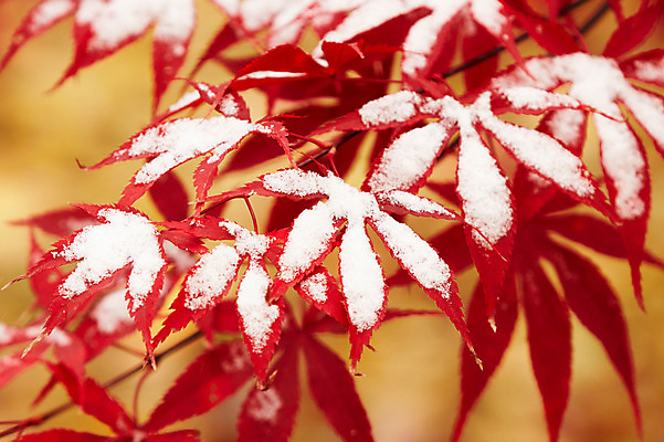 포토 JPG 백그라운드 단풍 잎 겨울 사람없음 야외 빨간색 가을풍경 가을 눈 국내포토 자연요소 식물 계절 컬러 날씨 풍경 파일형식 가을_계절