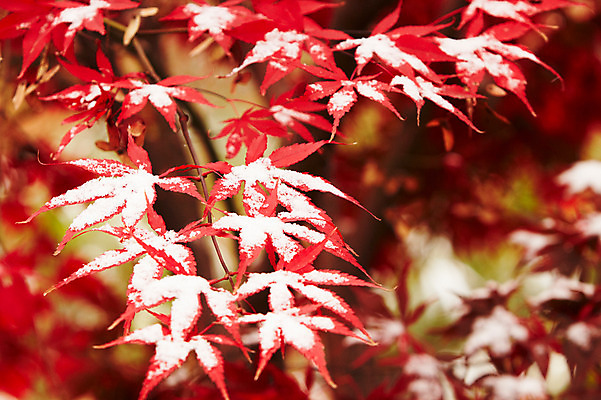 포토 JPG 백그라운드 단풍 잎 겨울 사람없음 야외 빨간색 가을풍경 가을 눈 국내포토 자연요소 식물 계절 컬러 날씨 풍경 파일형식 가을_계절
