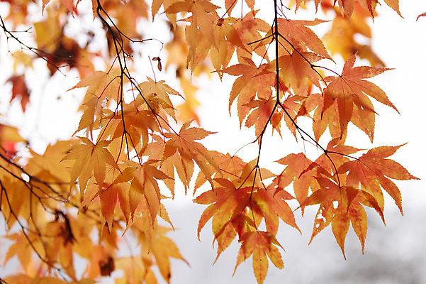 포토 JPG 백그라운드 단풍 잎 사람없음 야외 가을풍경 가을 국내포토 식물 계절 풍경 파일형식 가을_계절
