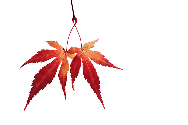 포토 JPG 줄기 단풍 잎 누끼 사람없음 가을풍경 가을 국내포토 식물 계절 풍경 파일형식 가을_계절