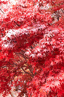 포토 JPG 백그라운드 단풍 잎 겨울 사람없음 야외 빨간색 가을풍경 가을 눈 국내포토 자연요소 식물 계절 컬러 날씨 풍경 파일형식 가을_계절