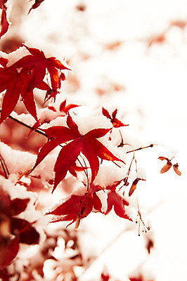 포토 JPG 백그라운드 단풍 잎 겨울 사람없음 야외 빨간색 가을풍경 가을 눈 국내포토 자연요소 식물 계절 컬러 날씨 풍경 파일형식 가을_계절