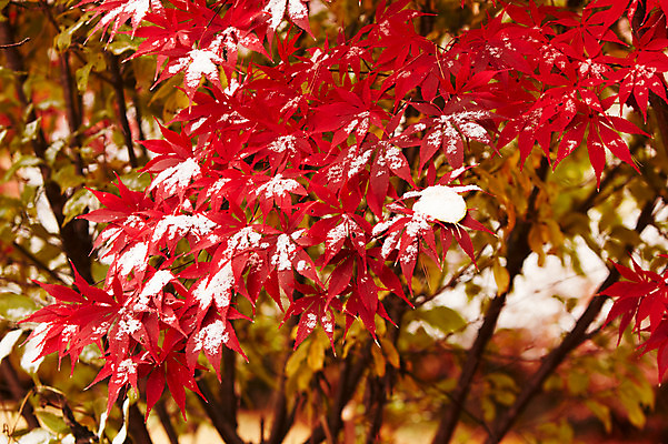 포토 JPG 나무 백그라운드 단풍 잎 겨울 단풍나무 사람없음 야외 빨간색 가을풍경 가을 눈 국내포토 자연요소 식물 계절 컬러 날씨 풍경 파일형식 가을_계절