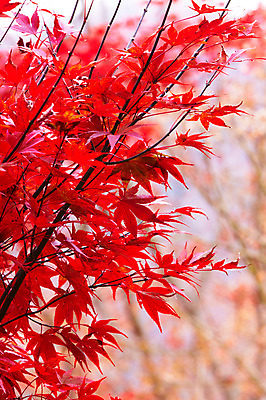 포토 JPG 나무 백그라운드 단풍 잎 단풍나무 사람없음 야외 빨간색 가을풍경 가을 나뭇가지 국내포토 식물 계절 컬러 풍경 파일형식 가을_계절