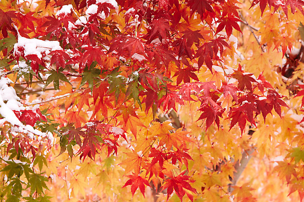 포토 JPG 백그라운드 단풍 잎 겨울 사람없음 야외 가을풍경 가을 눈 국내포토 자연요소 식물 계절 날씨 풍경 파일형식 가을_계절