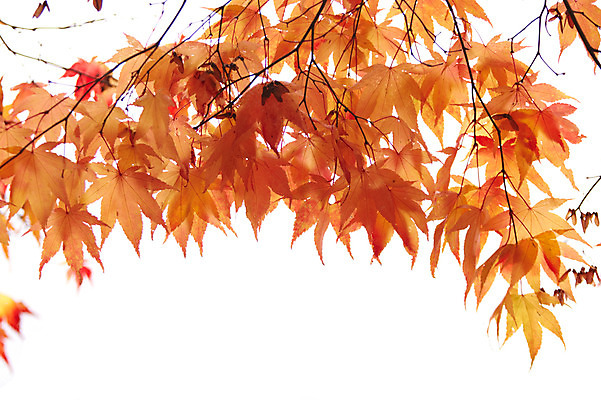 포토 JPG 백그라운드 단풍 잎 사람없음 야외 가을풍경 가을 국내포토 식물 계절 풍경 파일형식 가을_계절