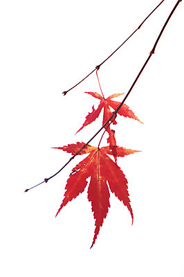 포토 JPG 줄기 단풍 잎 누끼 사람없음 빨간색 가을풍경 가을 나뭇가지 국내포토 나무 식물 계절 컬러 풍경 파일형식 가을_계절