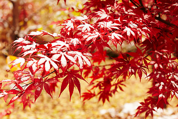 포토 JPG 백그라운드 단풍 잎 겨울 사람없음 야외 빨간색 가을풍경 가을 눈 국내포토 자연요소 식물 계절 컬러 날씨 풍경 파일형식 가을_계절