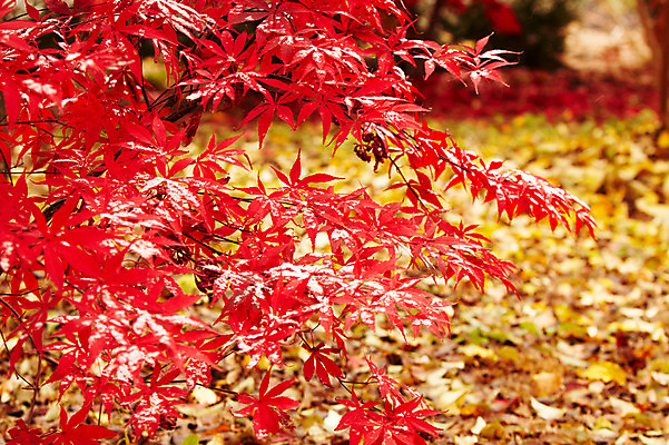 포토 JPG 백그라운드 단풍 잎 겨울 사람없음 야외 빨간색 가을풍경 가을 눈 국내포토 자연요소 식물 계절 컬러 날씨 풍경 파일형식 가을_계절