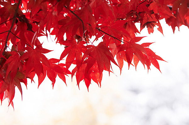 포토 JPG 백그라운드 단풍 잎 사람없음 야외 빨간색 가을풍경 가을 국내포토 식물 계절 컬러 풍경 파일형식 가을_계절