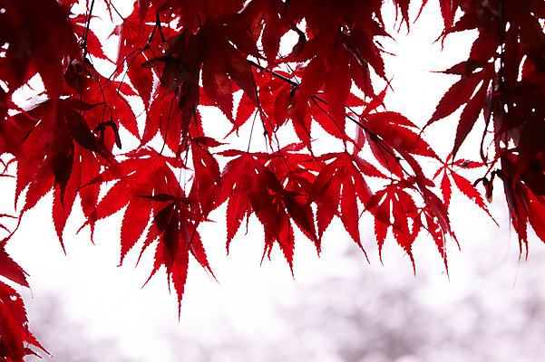 포토 JPG 백그라운드 단풍 잎 사람없음 야외 빨간색 가을풍경 가을 국내포토 식물 계절 컬러 풍경 파일형식 가을_계절